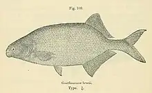 Imagen del Catalogo de peces de agua dulce de Africa en el British Museum (Natural History) ,1916, George Albert