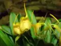 Masdevalliafloribunda
