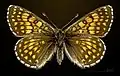 ♀