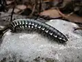 Ciempiés en el Parque Nacional Los Mármoles, Hidalgo, México