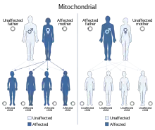 Unaffected mother and affected father leads to all unaffected children, affected mother and unaffected father leads to all affected children