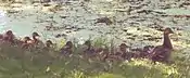 Una madre pata silvestre y sus patitos al Pool