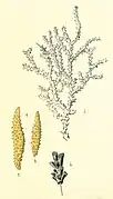 Muricea horrida