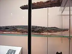 Cocodrilo disecado
