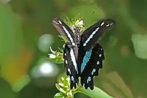 P. n. pseudonireus, bosque de Harenna, Etiopía