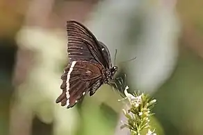 P. n. pseudonireus, bosque de Harenna, Etiopía