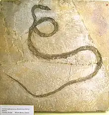 Archaeophis proavus. Fósil de Monte Bolca del Museum für Naturkunde de Berlín.