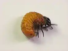 Neochlamisus, larva fuera de su  estuche larval