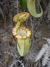 N. mirabilis var. echinostoma × N.&nbsp;rafflesiana