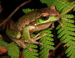 Litoria subglandulosa