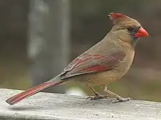 Hembra de Cardinalis cardinalis