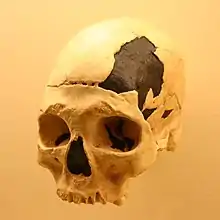 Algunos investigadores especulan con la posibilidad que Oase&nbsp;2 sea un híbrido de sapiens y neandertal, aunque la mayoría lo considera un niño del primero, al que no le habían salido los terceros molares ni había completado la soldadura de los huesos del cráneo.