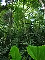 El interior del "Bolz Conservatory".