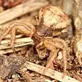Ozyptila atomaria