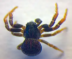 Ozyptila claveata