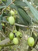 Olivas en el jardín botánico