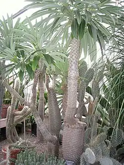 Pachypodium lamerei.