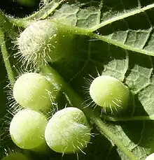 Pachypsylla celtidismamma, agallas