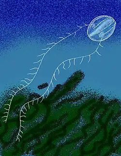 Paleoctenophora (Cydippida), del Devónico.