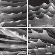Vista de septa de P. rowleyensis: A-B) y P. vitiensis: C-D)