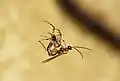Zatypota albicoxa poniendo un huevo en una araña