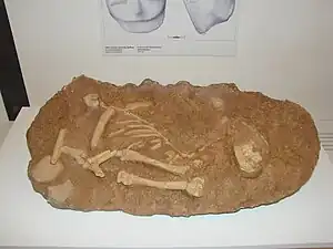 Restos del enterramiento de un gato del 7500-7000&nbsp;a.&nbsp;C.