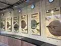 Información sobre ajolotes dentro del ajolotario del parque.