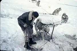 Perros antárticos en la Base O´Higgins, 1958.