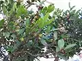 El viñátigo (Persea indica), de la misma familia que el aguacate, antiguamente común en Egipto y actualmente desaparecida, puede encontrarse hoy en día en las Azores y en las islas Canarias.