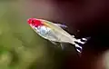 El tetra borrachito (Hemigrammus bleheri).