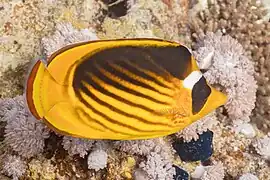 Chaetodon lunula
