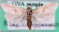 Phalonidia affinitana