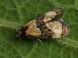 Phalonidia curvistrigana