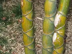 Phyllostachys heterocycla.