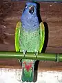 Loro cabeciazul (Pionus menstruus)