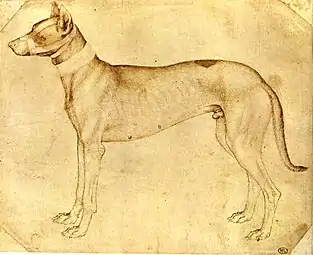 Estudio del lebrel (Louvre no.2344).