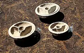 Tinteros de piedra (siglos III-II&nbsp;a.&nbsp;C.)