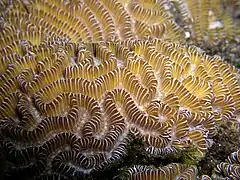 Platygyra lamellina