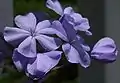 Plumbago auriculata