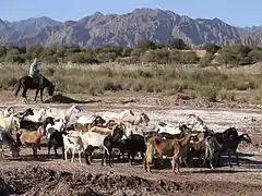 Poblador pastoreando un rebaño de cabras.