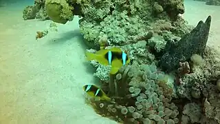Pareja de clownfish en Shaab Paradise