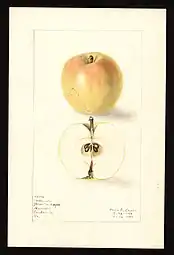 Manzana 'Melon'.