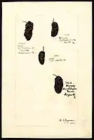 Image of brambles (scientific name: Rubus), with this specimen originating in Augusta, Richmond County, Georgia, United States. (1900)
