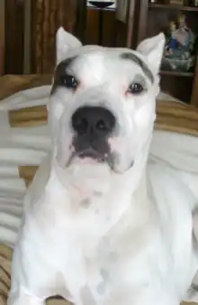 Propietario Oscar Lorenzana Gallusser