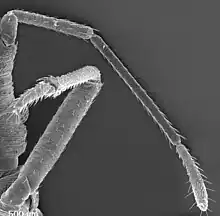 Proboscide de ninfa de T. infestans.