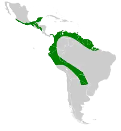 Distribución de P. centralis