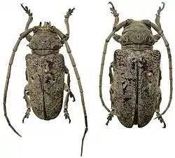 Prosopocera antennata