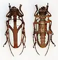 Prosopocera lactator