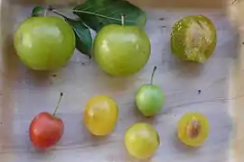 Frutas en comparación: arriba P.&nbsp;vachuschtii y abajo P.&nbsp;cerasifera