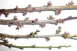 P.&nbsp;vachuschtii (arriba) y P.&nbsp;cerasifera (abajo)